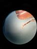Arhopalus rusticus